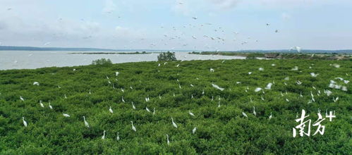 南方日報頭版聚焦 湛江成功開發(fā)我國首個藍碳交易項目，彰顯生態(tài)與經濟協(xié)同發(fā)展新路徑